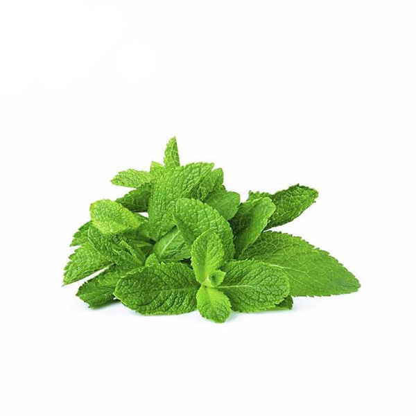 عرق نعناع عرق نعناع