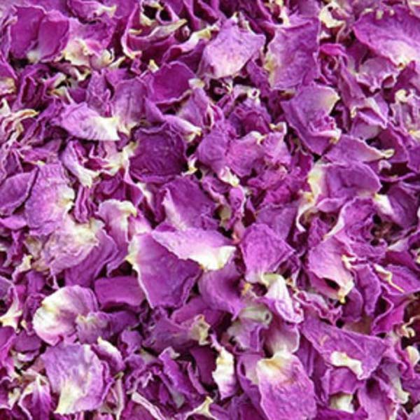 purple damask rose purple damask rose