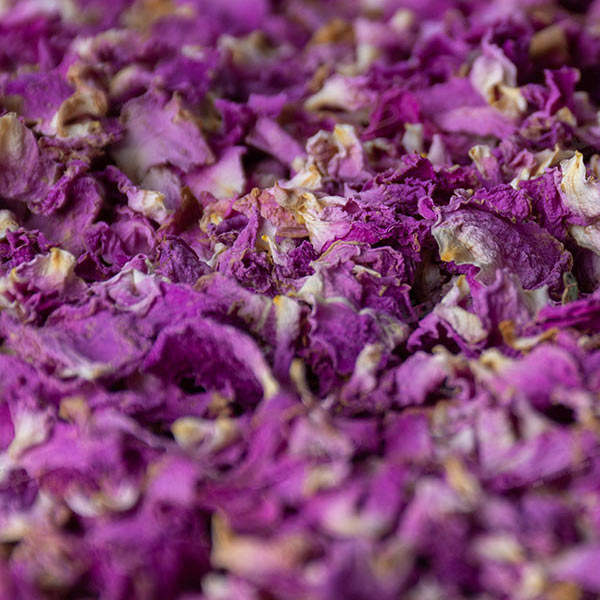 purple damask rose purple damask rose